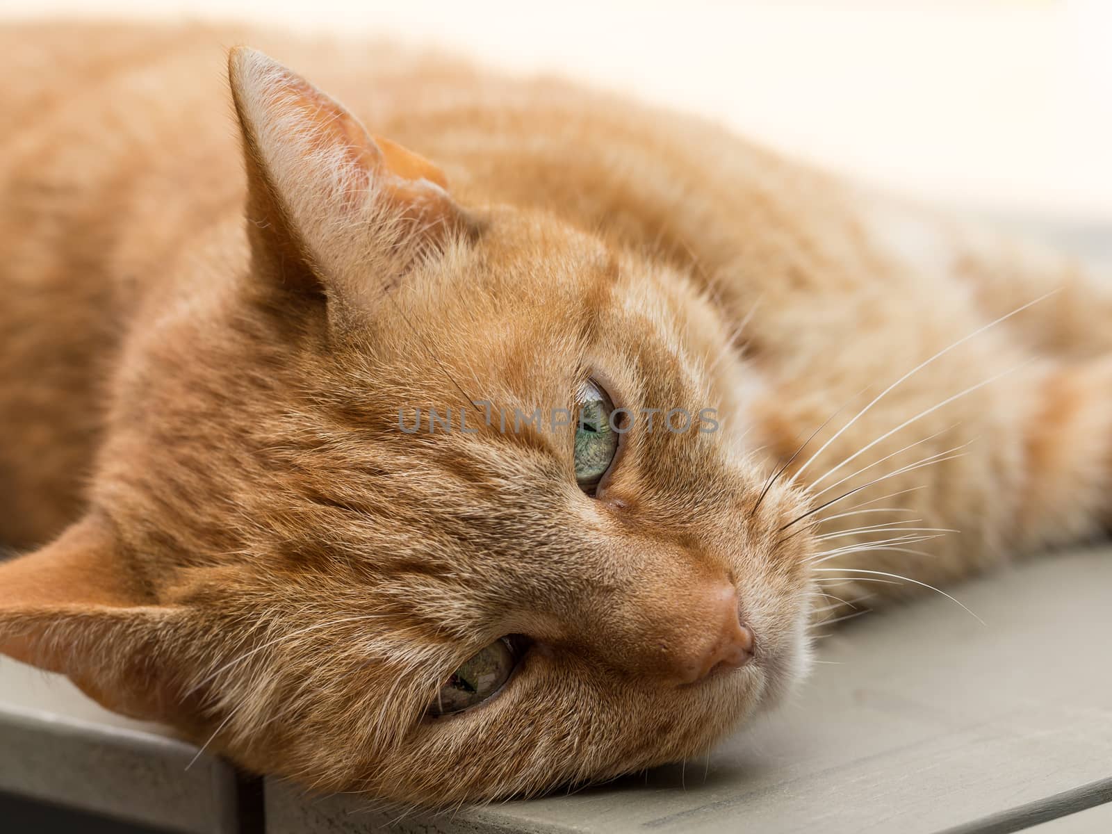 Lazy orange female cat lying on tabel by frankhoekzema