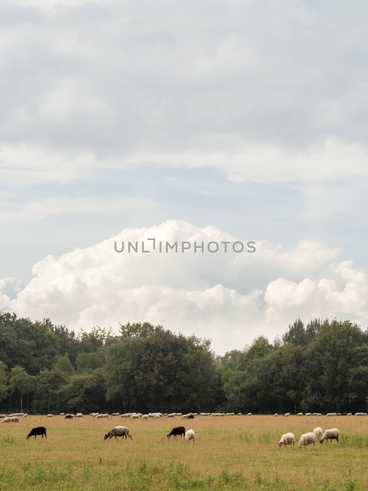 Meadow with sheep and dramatic blue sky by frankhoekzema