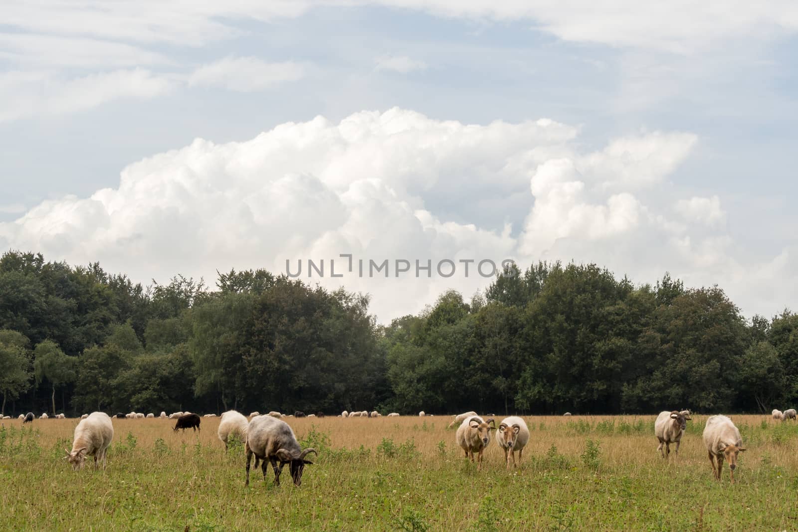 Group of sheep in a meadow in Holland with several looking at the camera