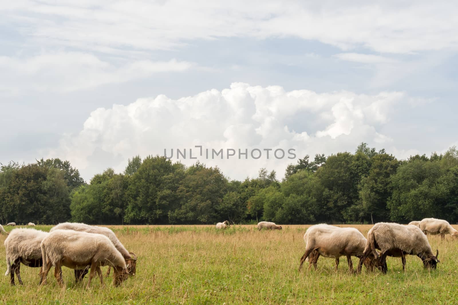 Group of sheep with horns standing in a meadow with a big cloud overhead