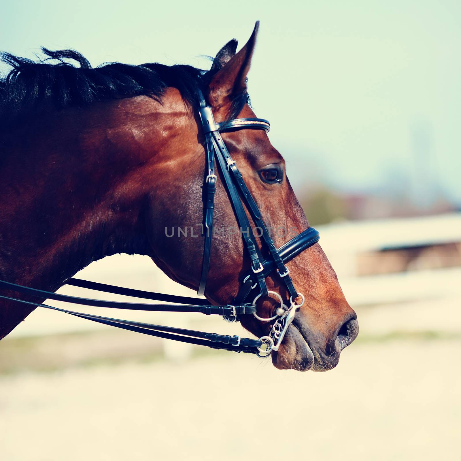 Portrait of a sports horse. by Azaliya