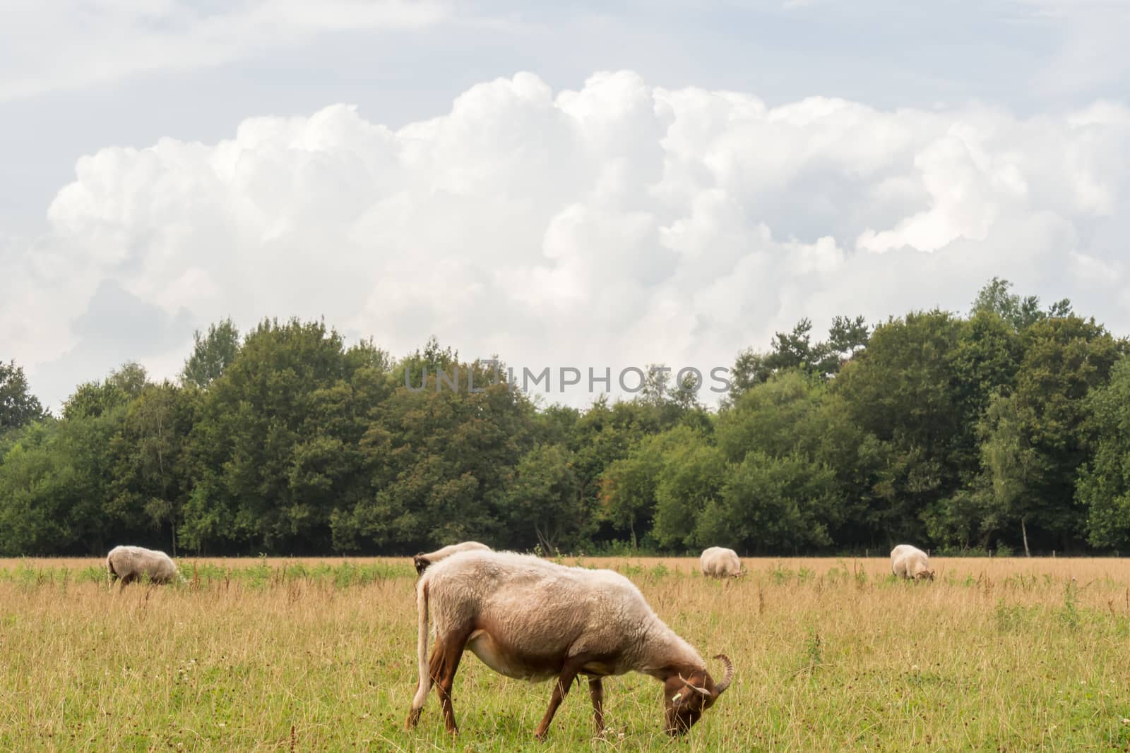 Solitary sheep with horns standing in a meadow with a big cloud overhead