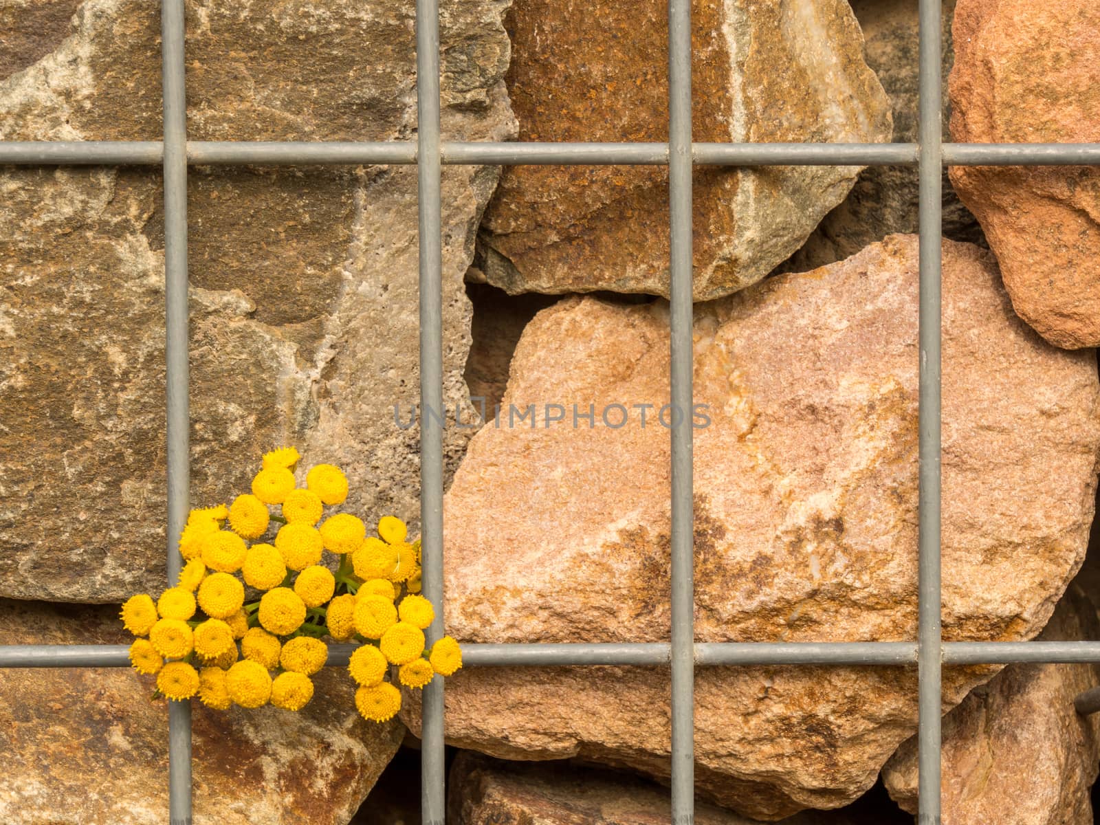 Solitary yellow flower on a bar in front of a red rock wall