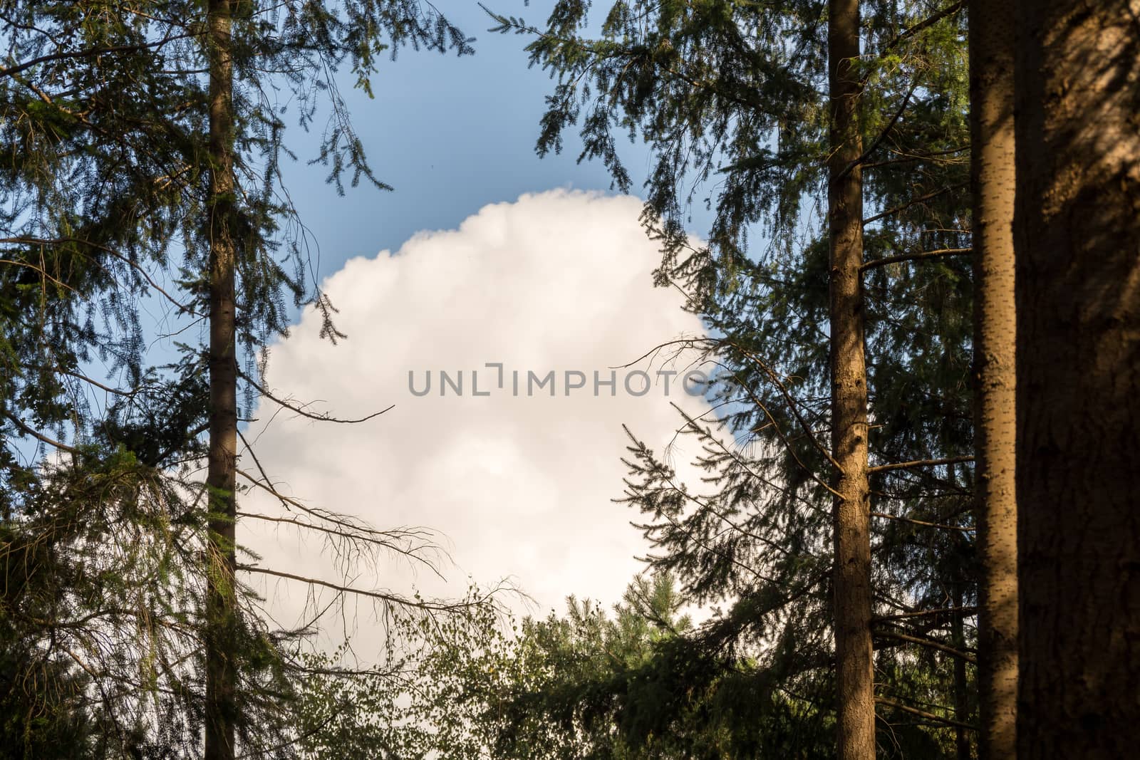 A big cloud is visible through a gap in the trees