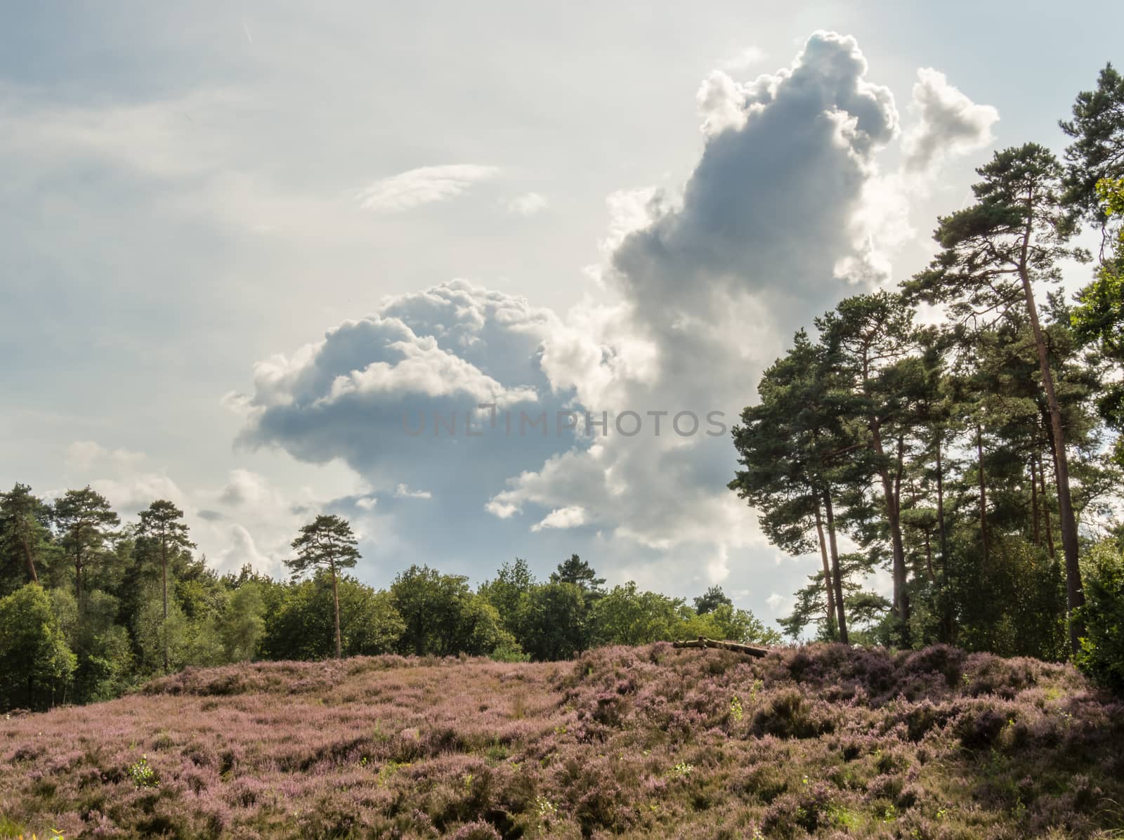 Colorful heathland scene with a dramatic cloud hanging overhead