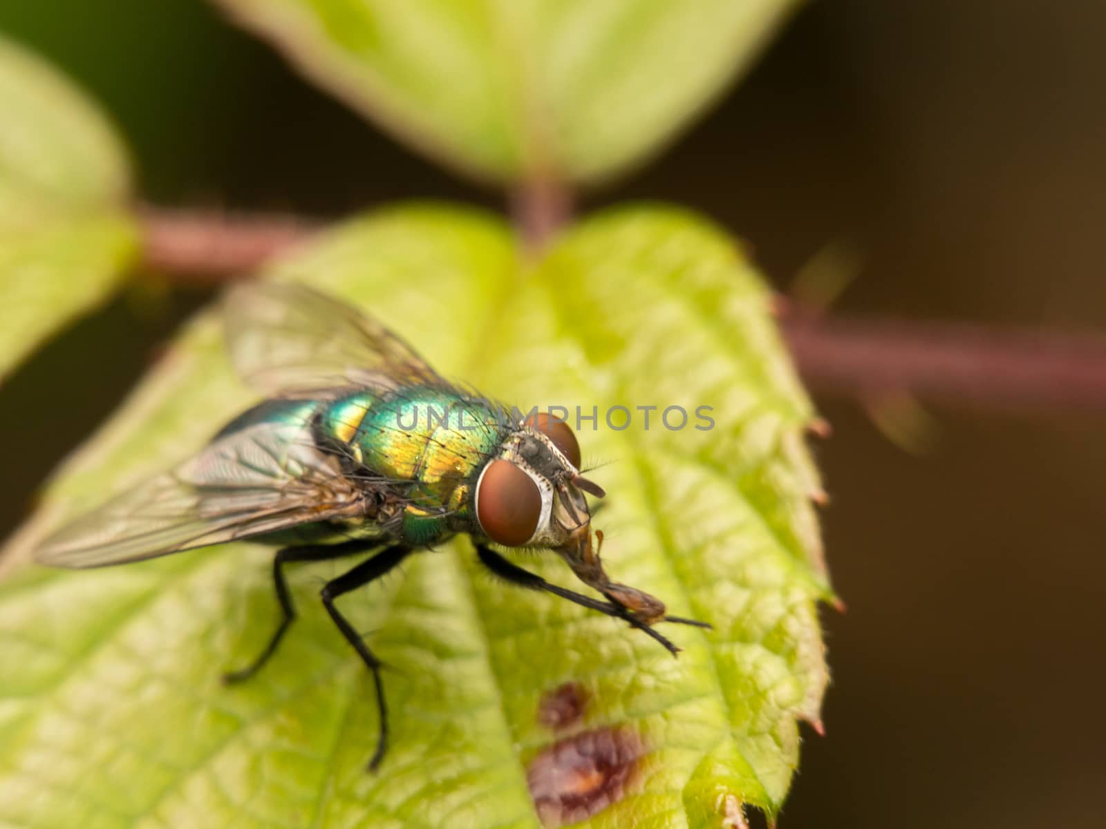 Solitary fly shot close up sitting on green leaf
