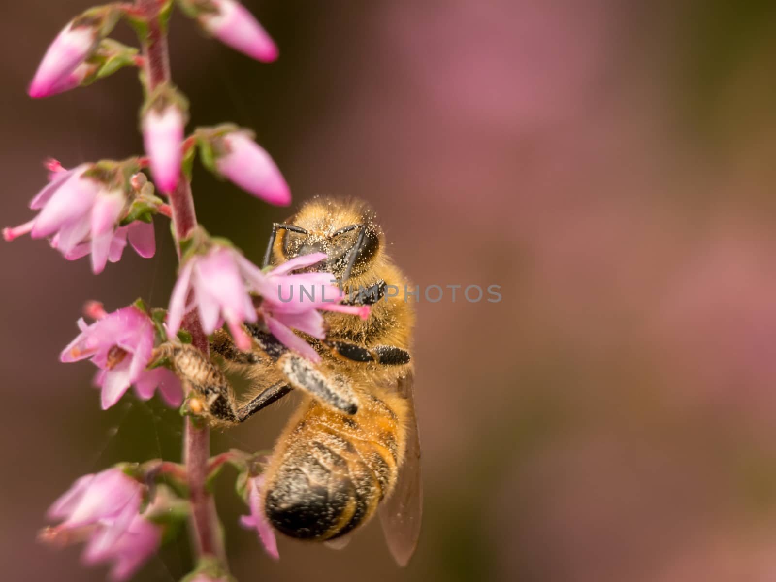 Macro of a wasp on side of pink heather in bloom.