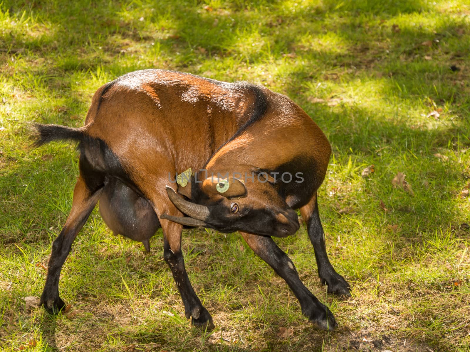 Brown goat at a farm, with itch, scratches himself with his horns