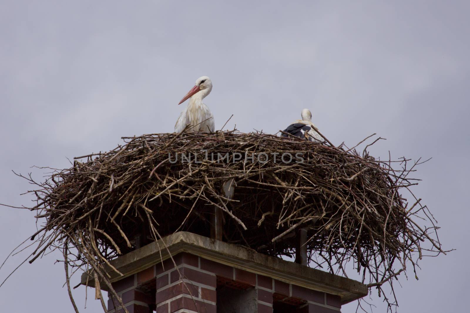 Stork family in storks nest