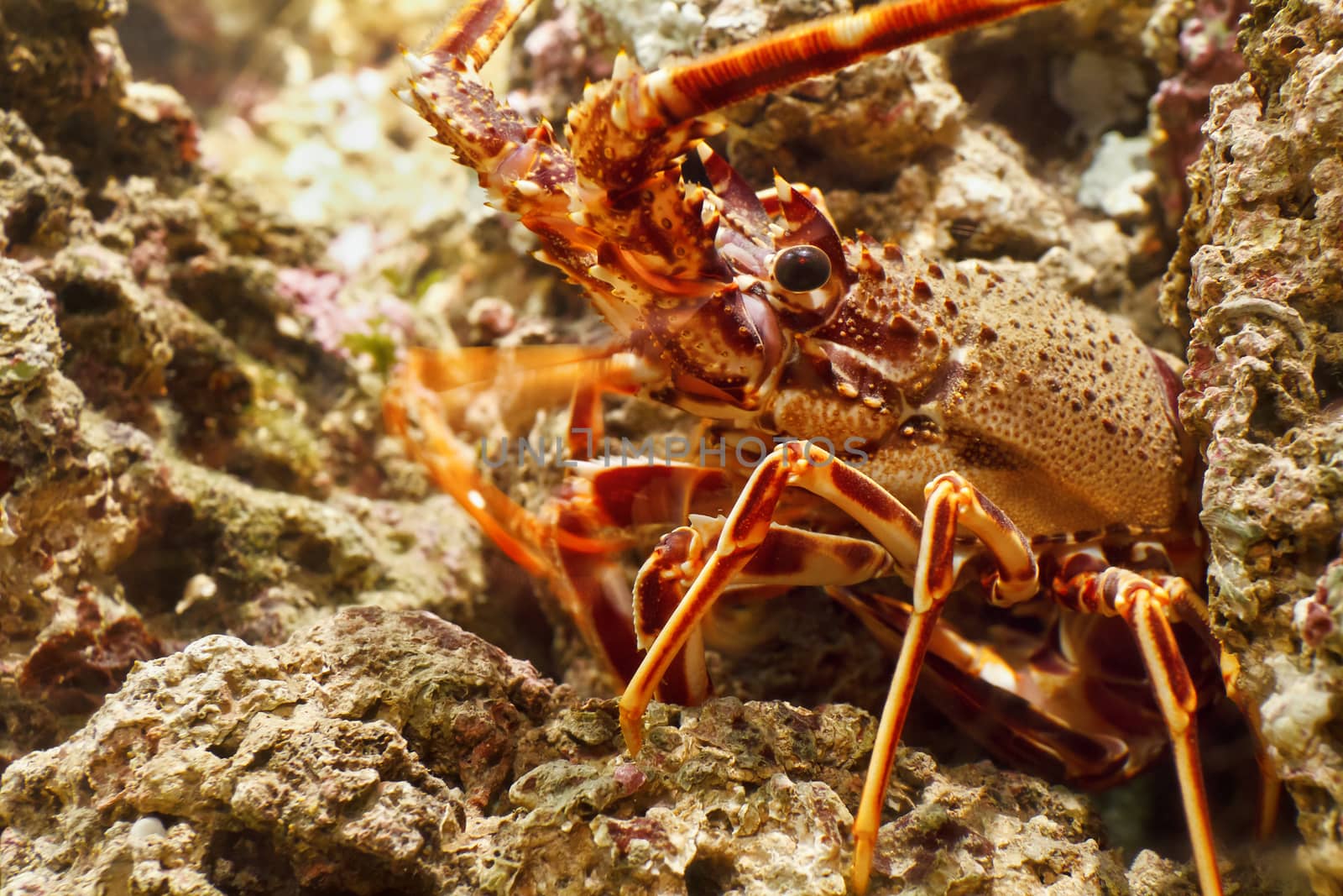 closeup of red lobster between rocks under water 