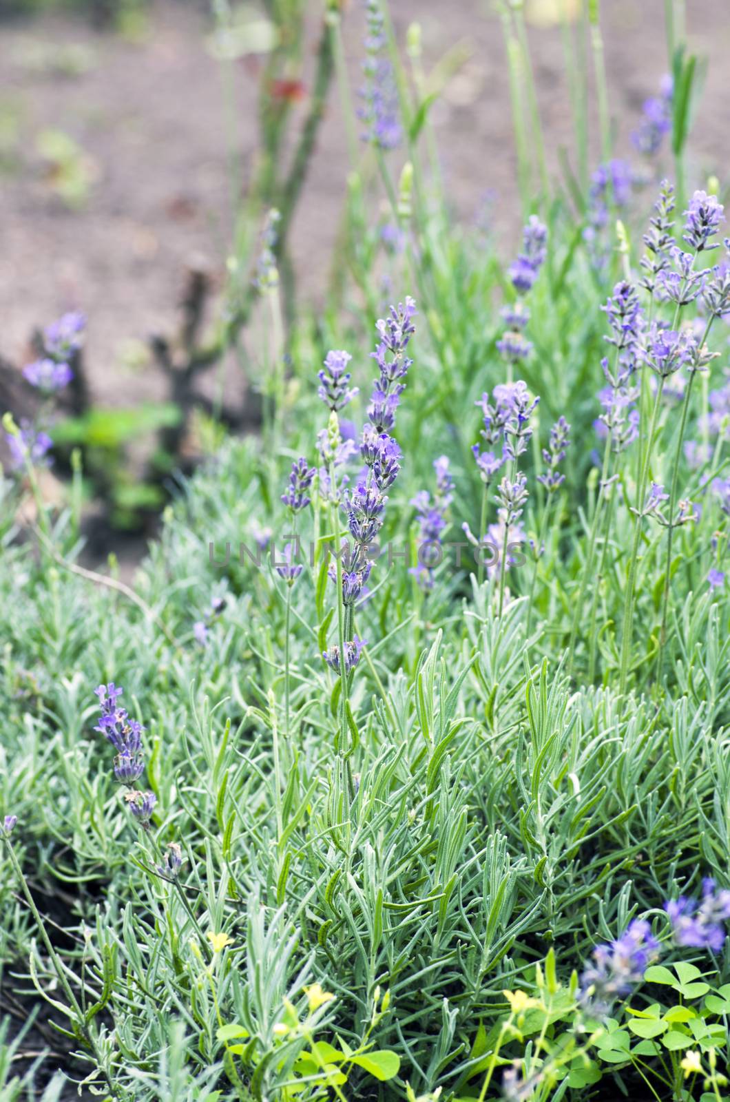 macro of lavender plant. herbal landscape of aromatic plant