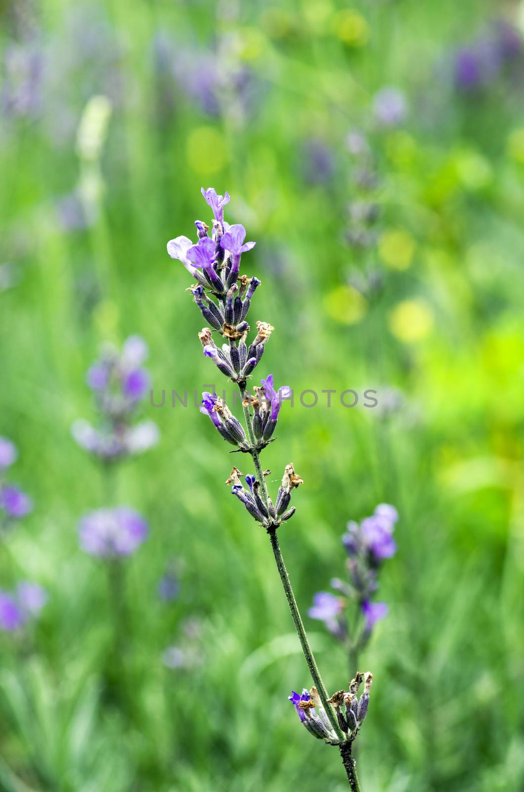 macro of lavender plant. herbal landscape of aromatic plant by dolnikow