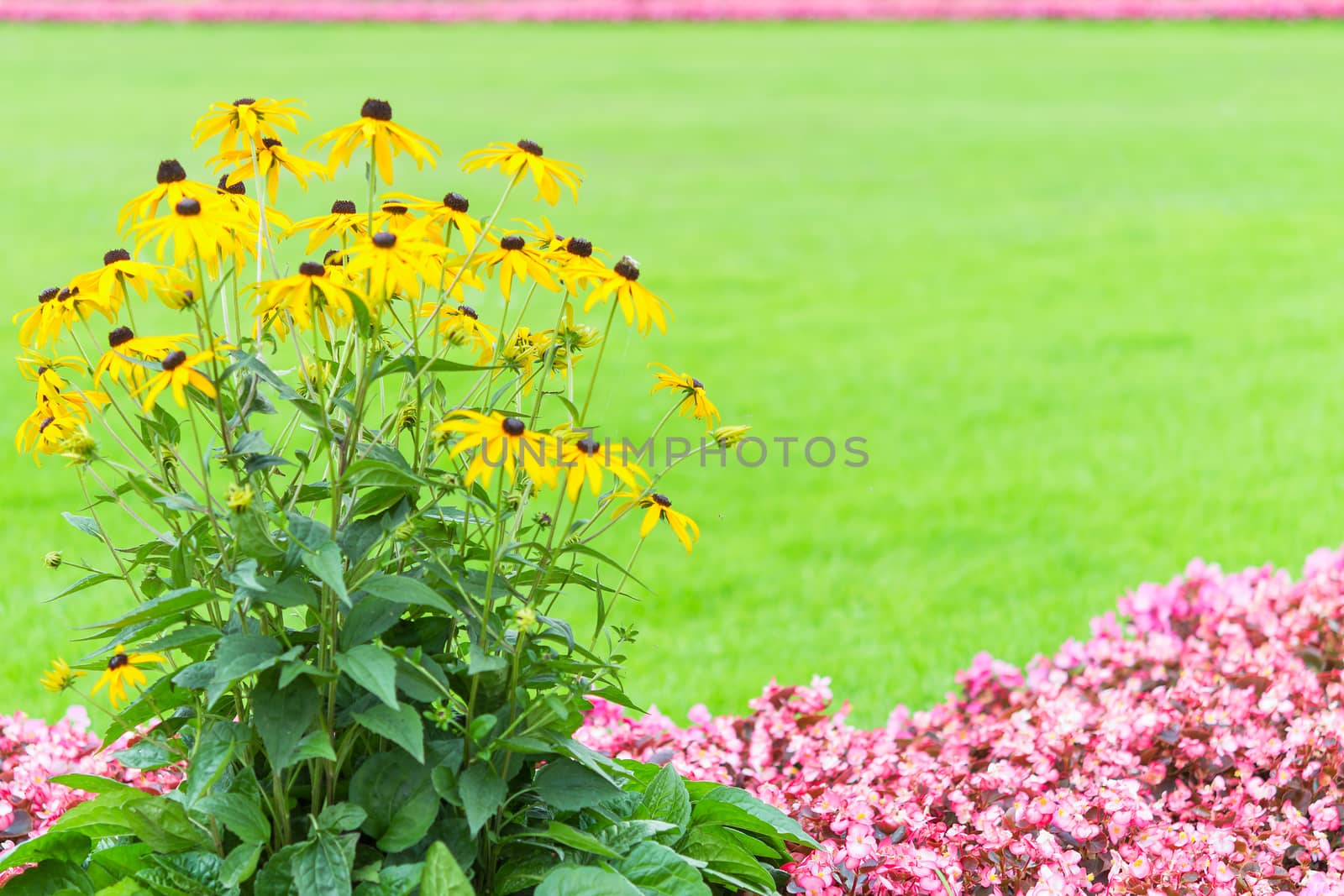 Floral frame backdrop with yellow and pink garden flowers against blurred green fresh grass with free copy-space place text