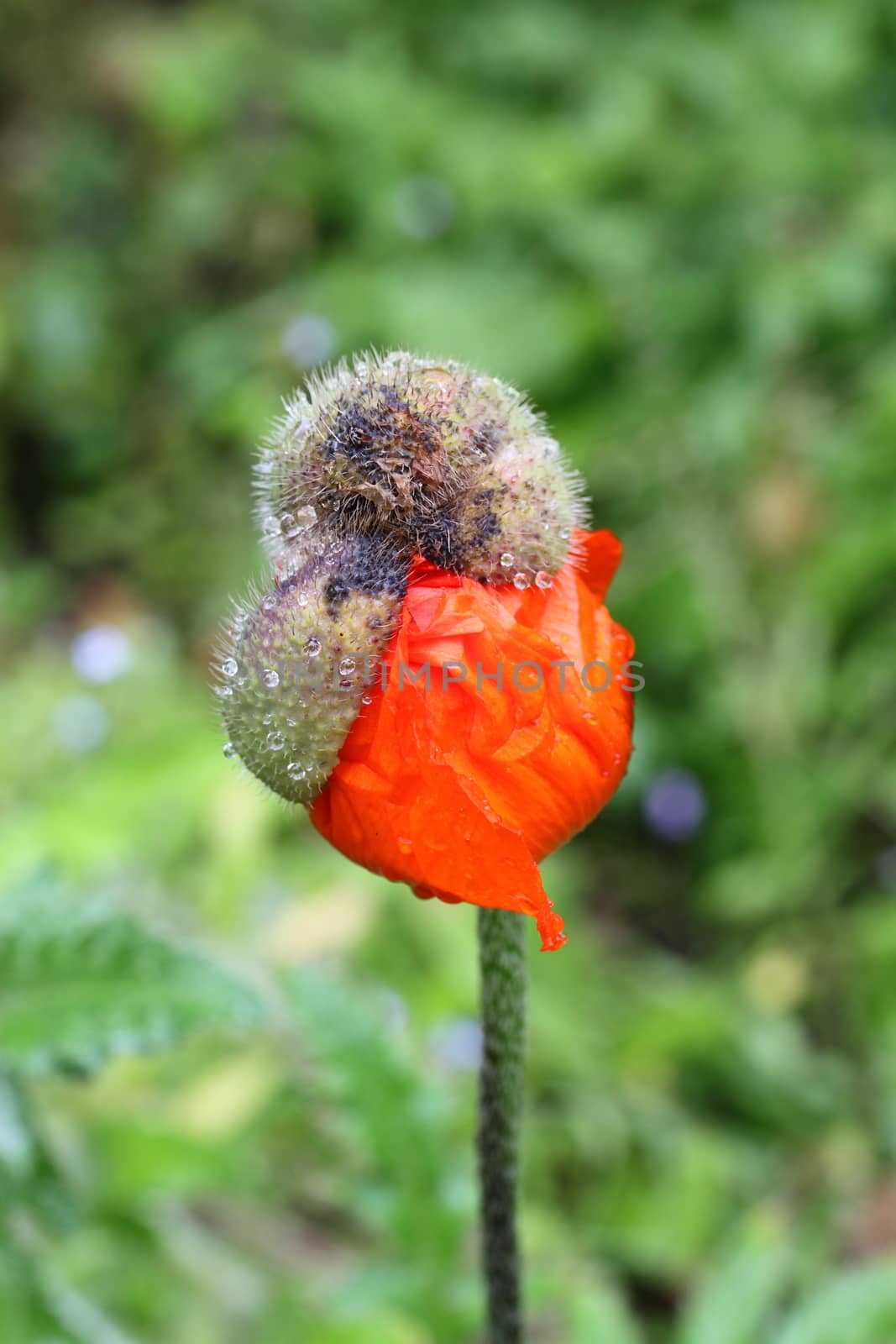 Poppy bud bursting out