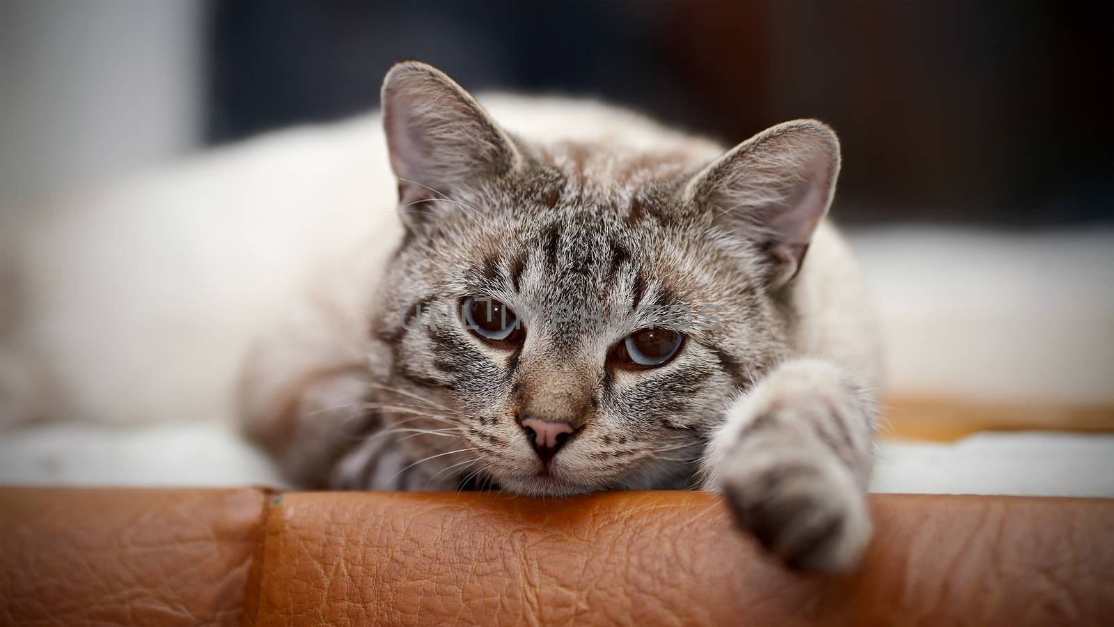 Portrait of a striped blue-eyed cat. by Azaliya