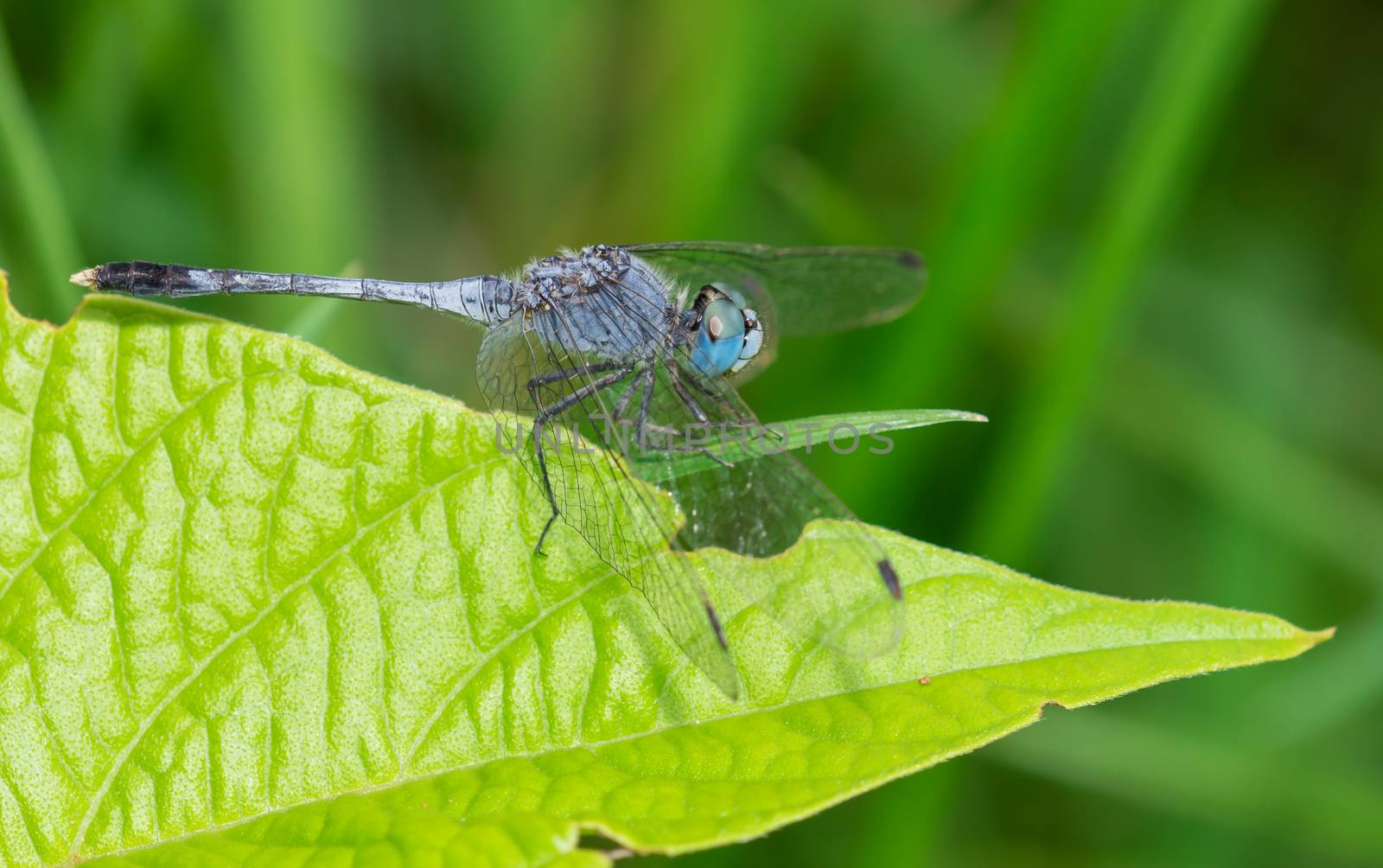 the beautiful blue dragon fly in the garden at the backyard