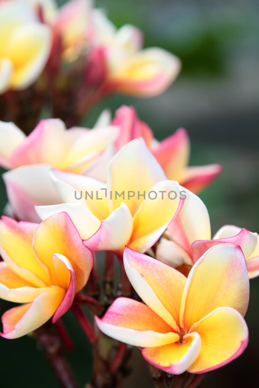 Frangipani close-up. Tropical flower with fragrant scent