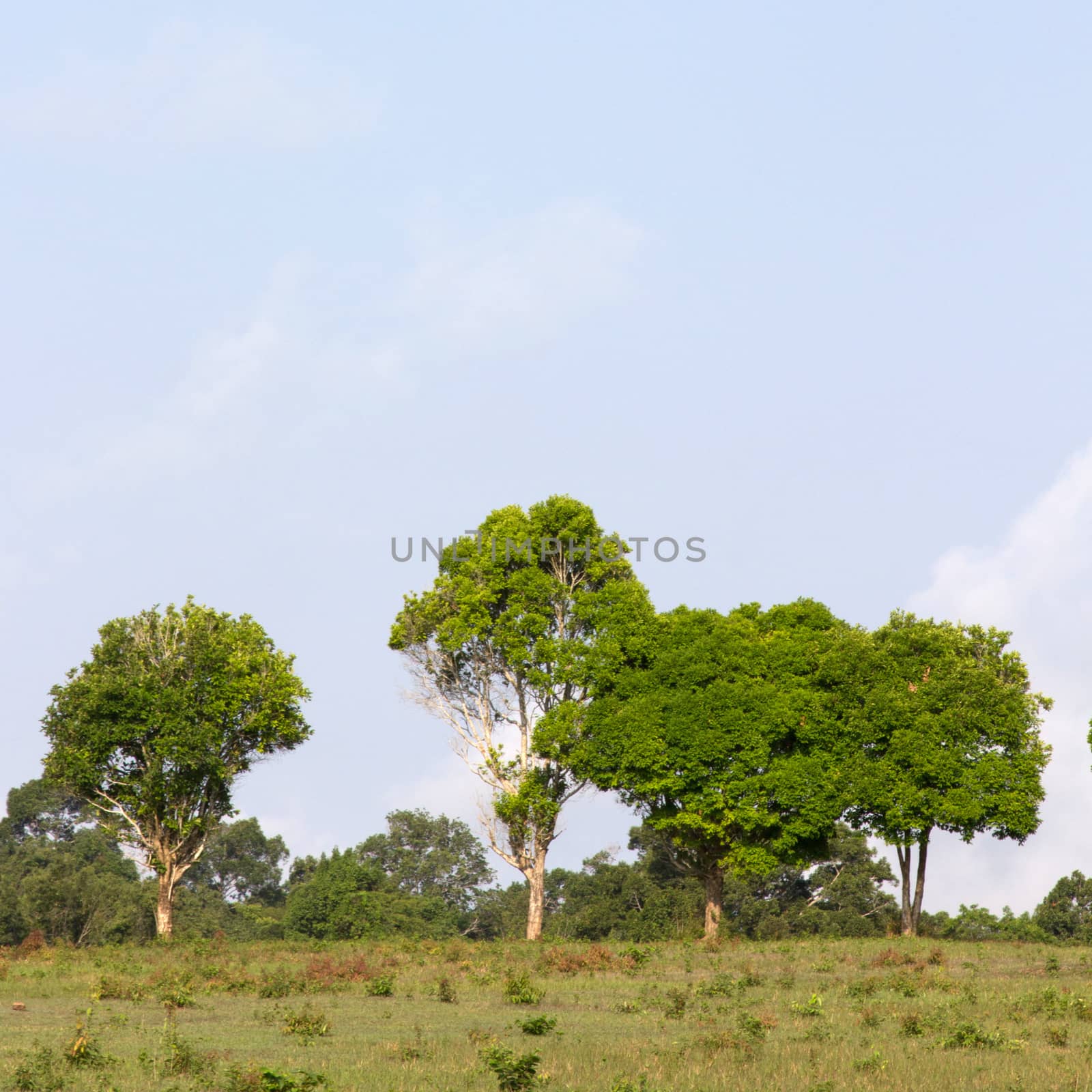 Row of green trees by liewluck