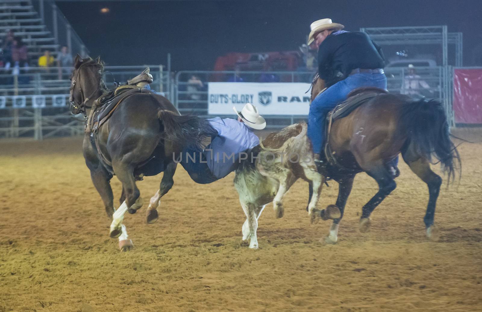 LOGANDALE , NEVADA - APRIL 10 : Cowboy Participating in a Steer wrestling Competition at the Clark County Fair and Rodeo a Professional Rodeo held in Logandale Nevada , USA on April 10 2014 
