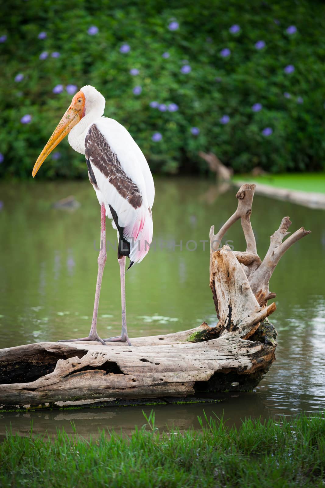 Dalmatian pelican by witthaya