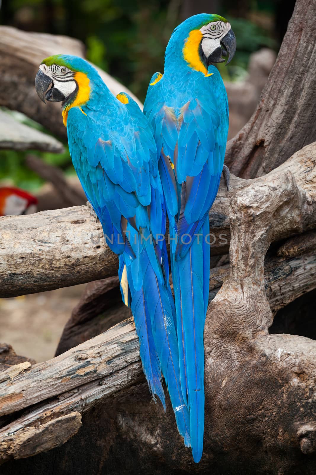 colorful couple macaw sitting in a tree