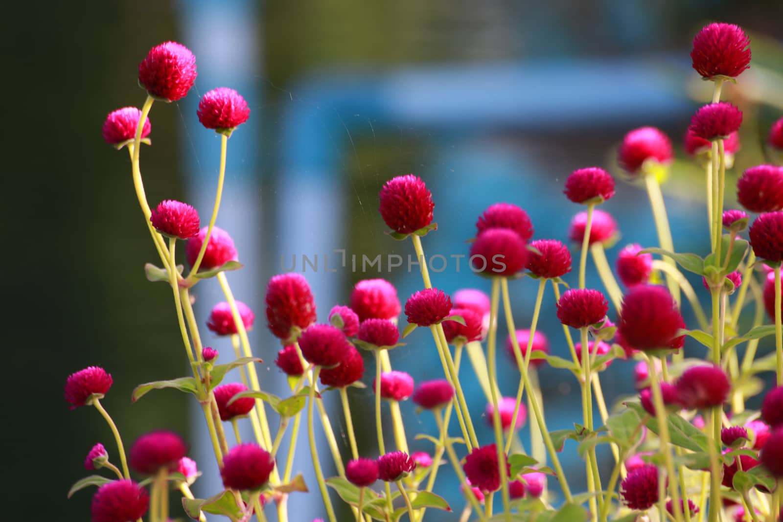 The Globe Amaranth are growing near the footpath.