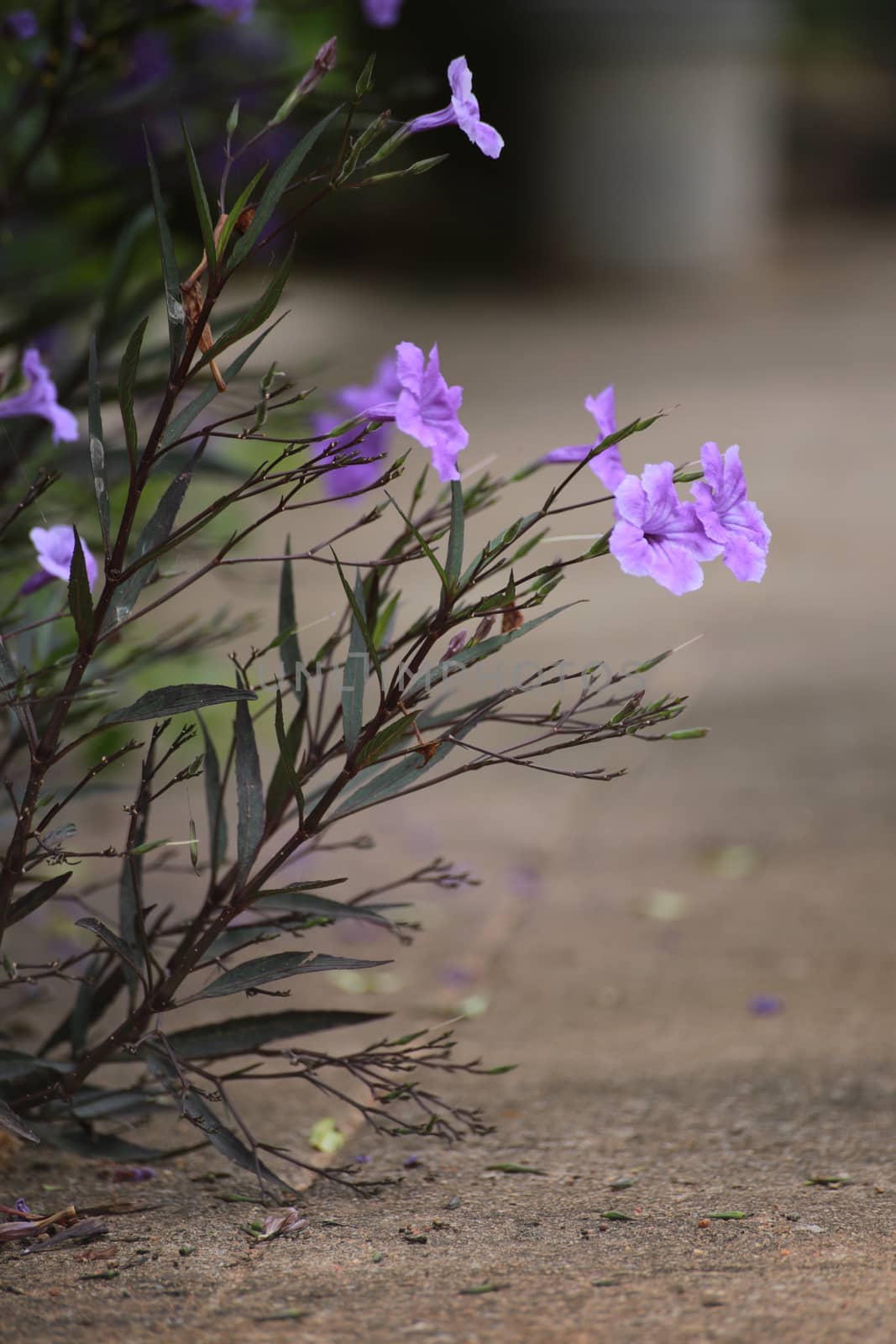 The ruellia tuberose are growing on the footpath.