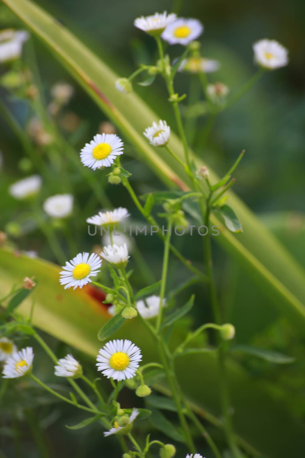 These flower rae the name of Cutter.It's white and always use to decorate on floristry.