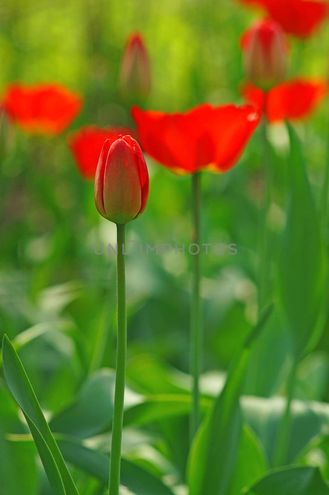 A tulip bud in the blurry background bokeh of blooming red tulips                               