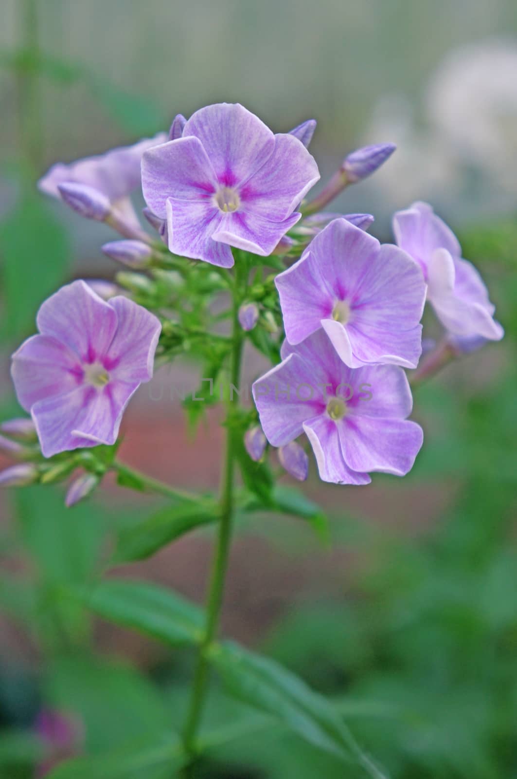 Phlox flowers in the garden                               