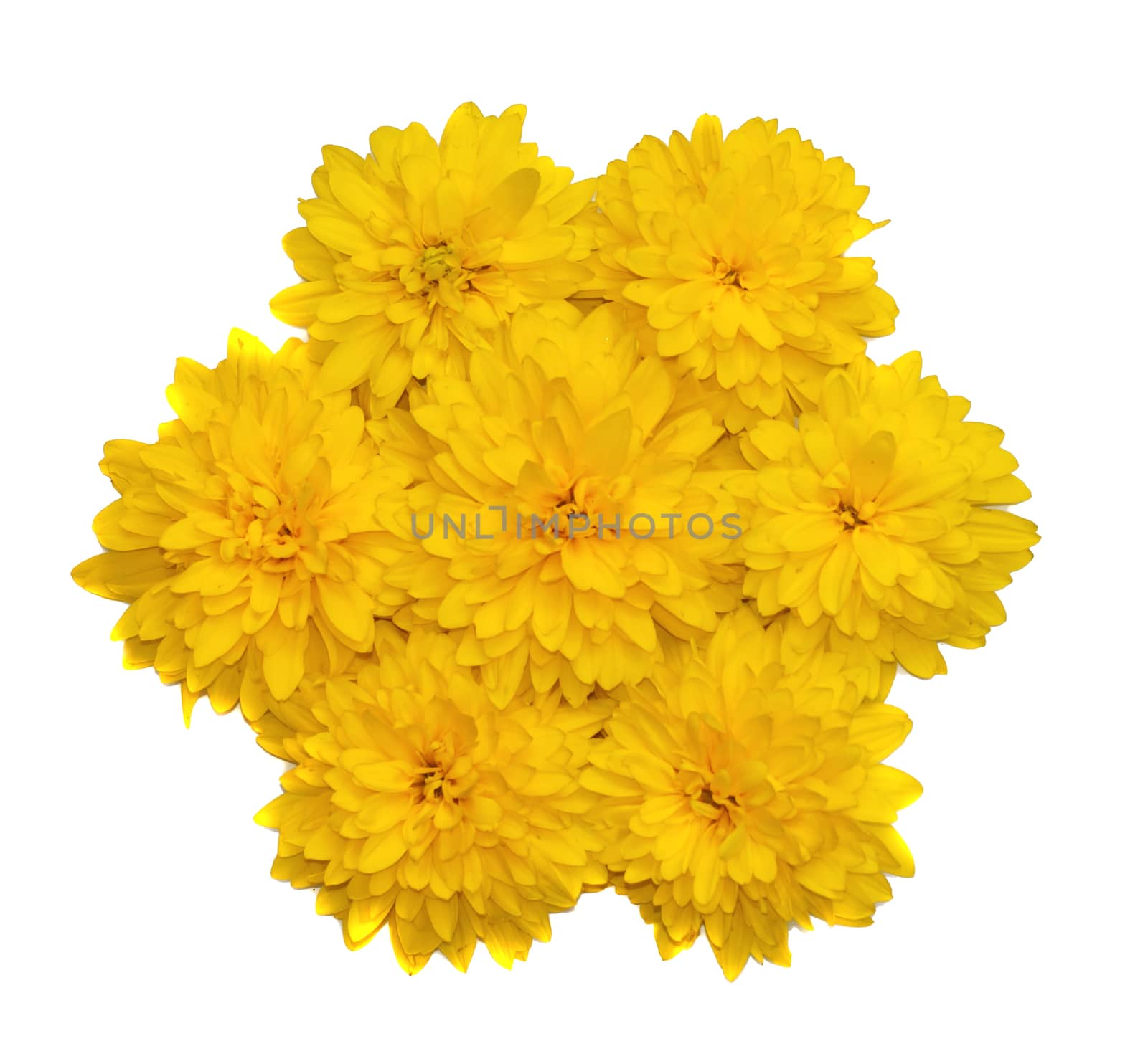 A composition in the form of a flower of yellow flowers isolated                               