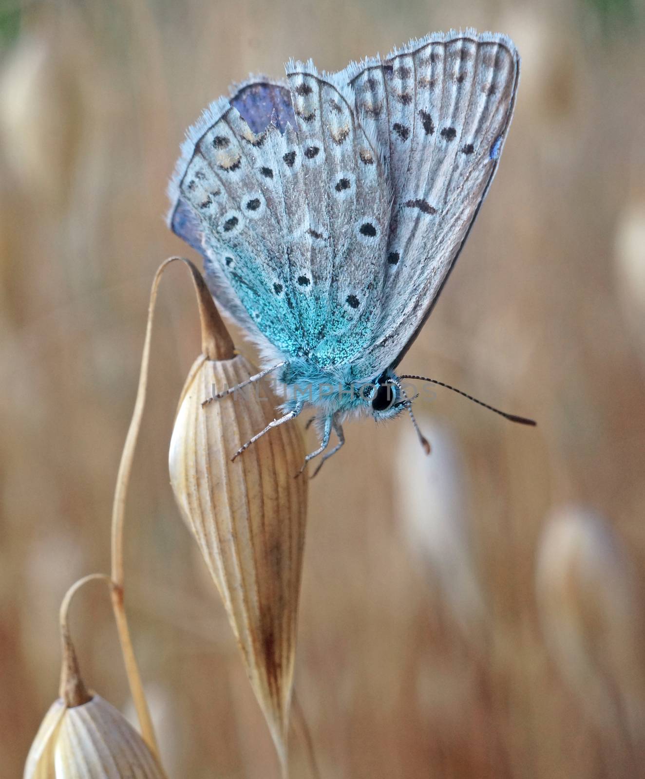 Butterfly blue  lycaenidae at the ripe oats