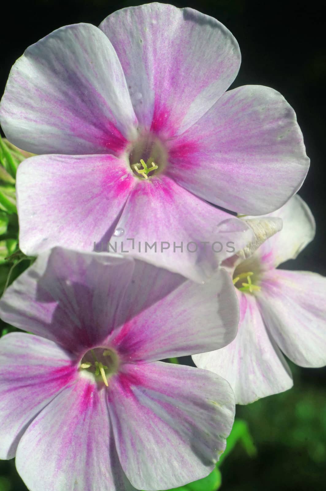 Phlox flowers in the garden