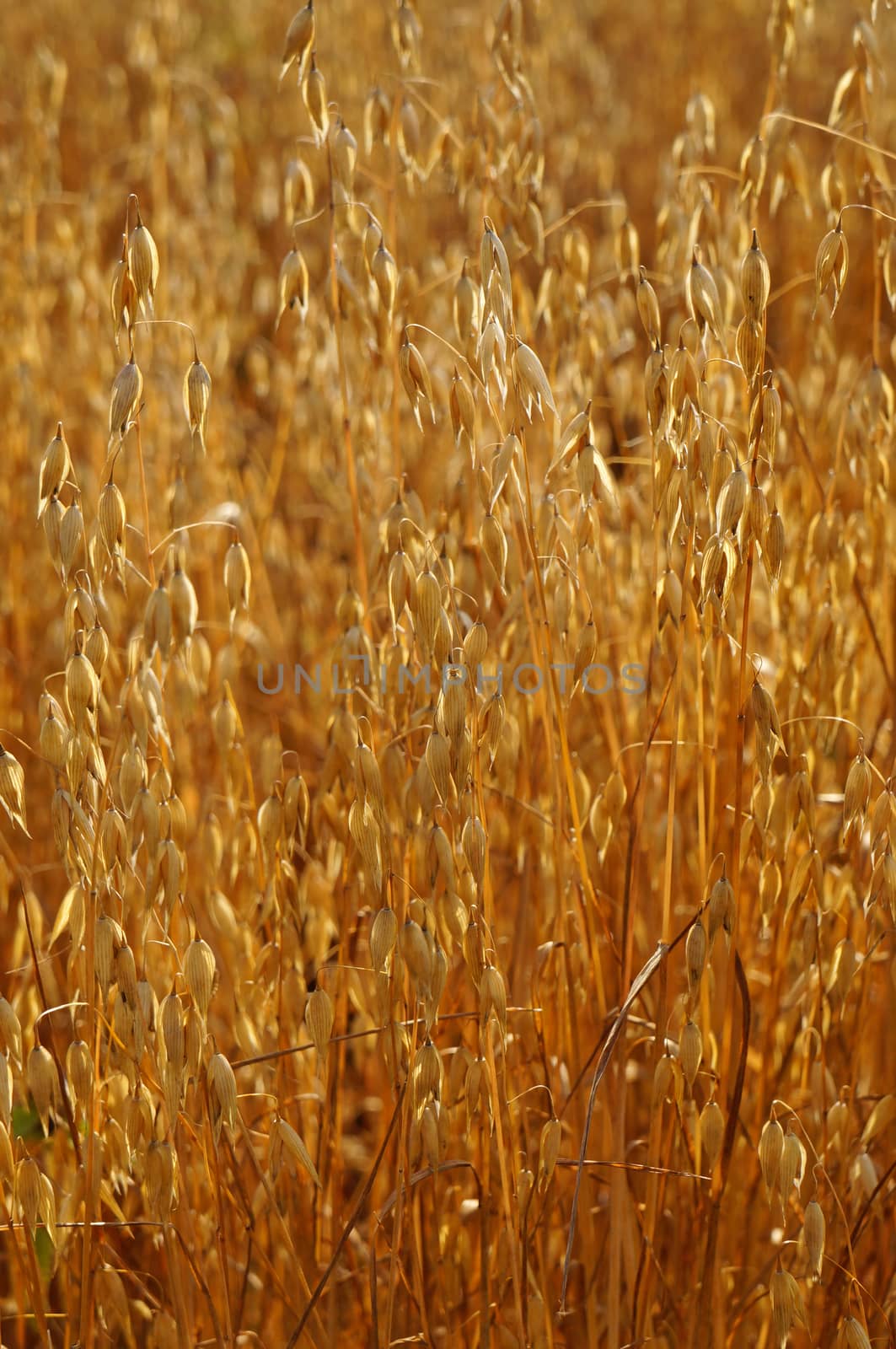  Field of ripe oats sunlit                              