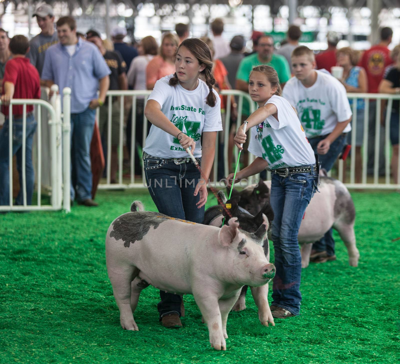 DES MOINES, IA /USA - AUGUST 10: Unidentified teens exercising and showing swine at Iowa State Fair on August 10, 2014 in Des Moines, Iowa, USA.