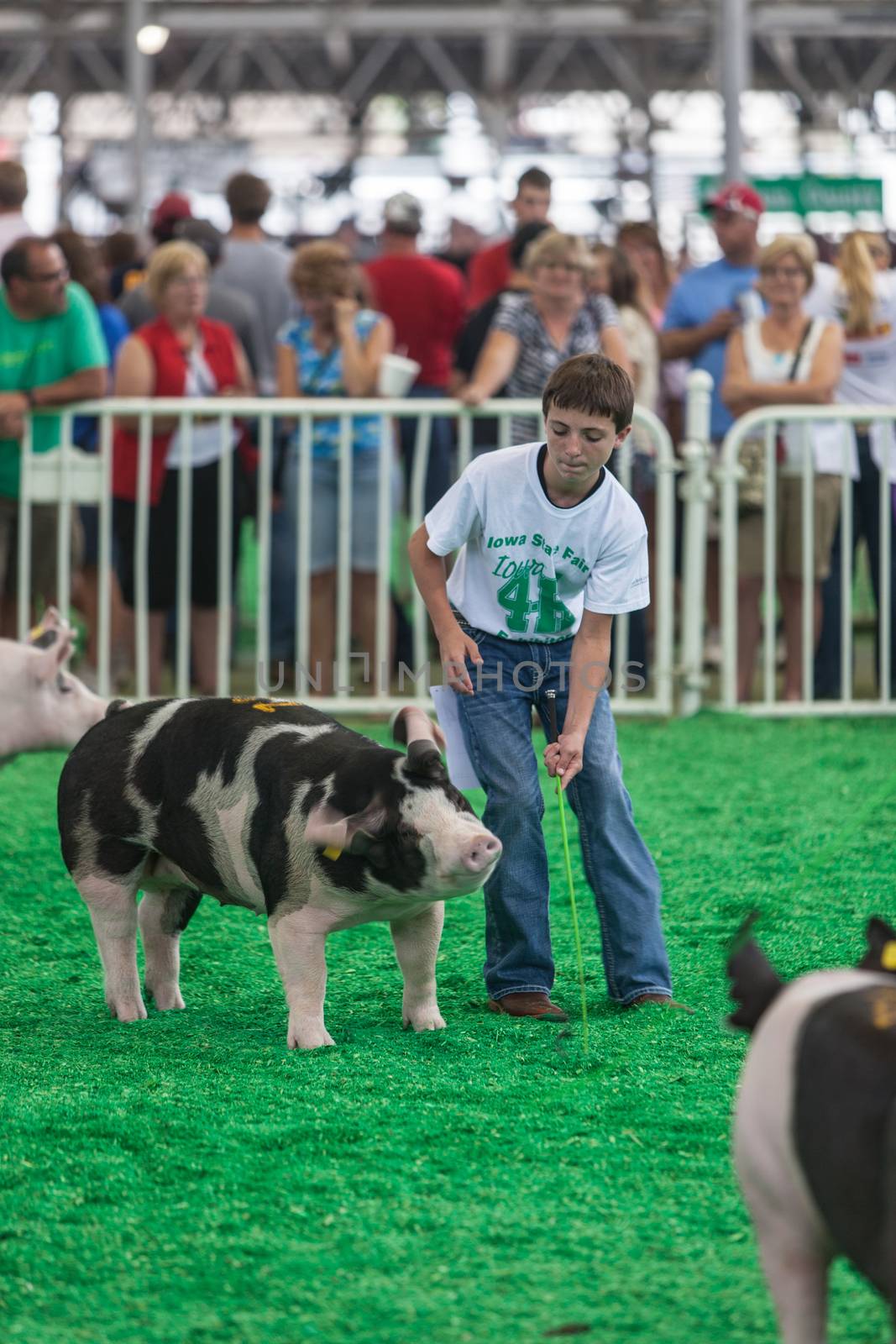 DES MOINES, IA /USA - AUGUST 10: Unidentified teen exercising and showing swine at Iowa State Fair on August 10, 2014 in Des Moines, Iowa, USA.