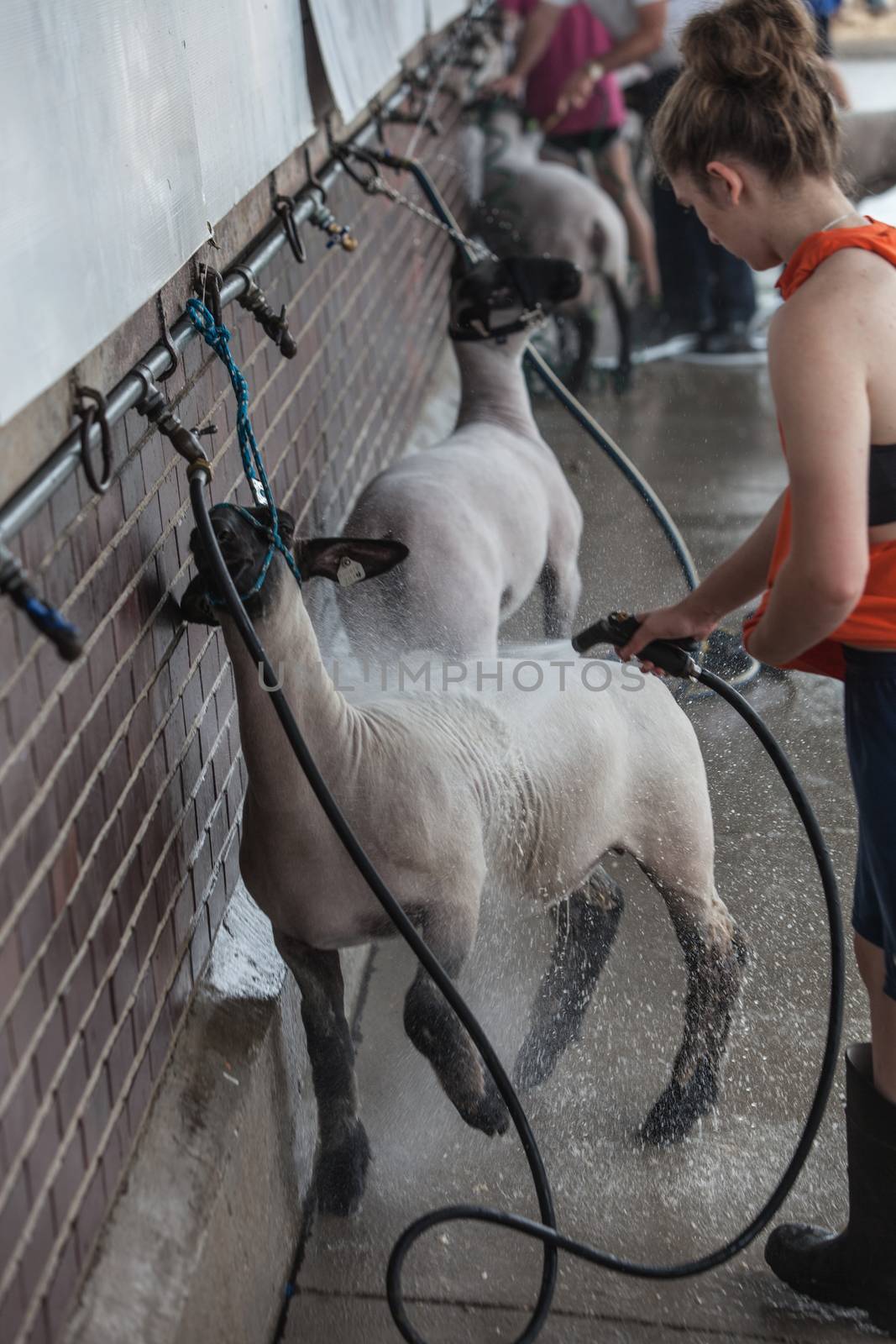 DES MOINES, IA /USA - AUGUST 10: Unidentified girl washing sheep at Iowa State Fair on August 10, 2014 in Des Moines, Iowa, USA.