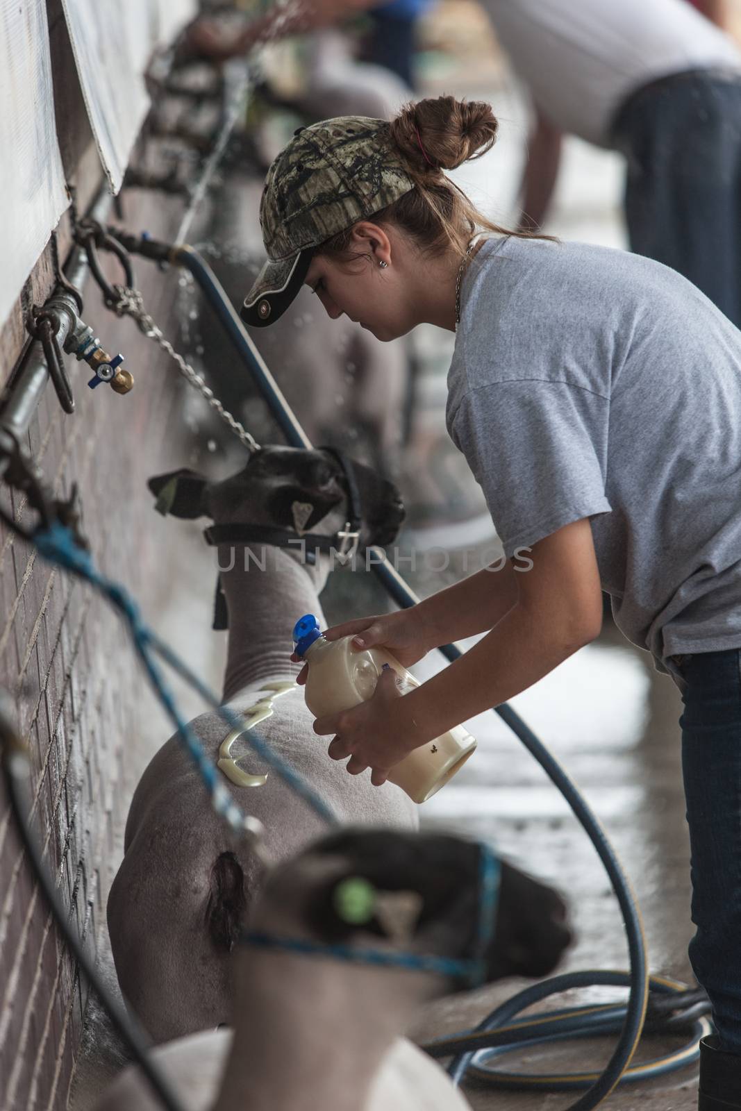 DES MOINES, IA /USA - AUGUST 10: Unidentified young woman putting lotion on sheep at Iowa State Fair on August 10, 2014 in Des Moines, Iowa, USA.