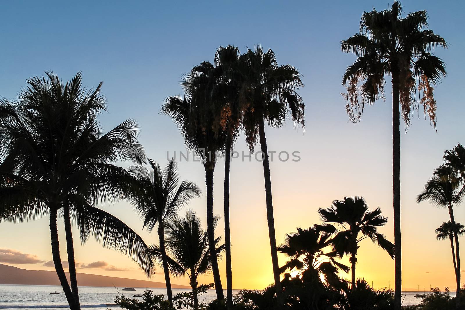 Palm trees against Maui sunset in Hawaii