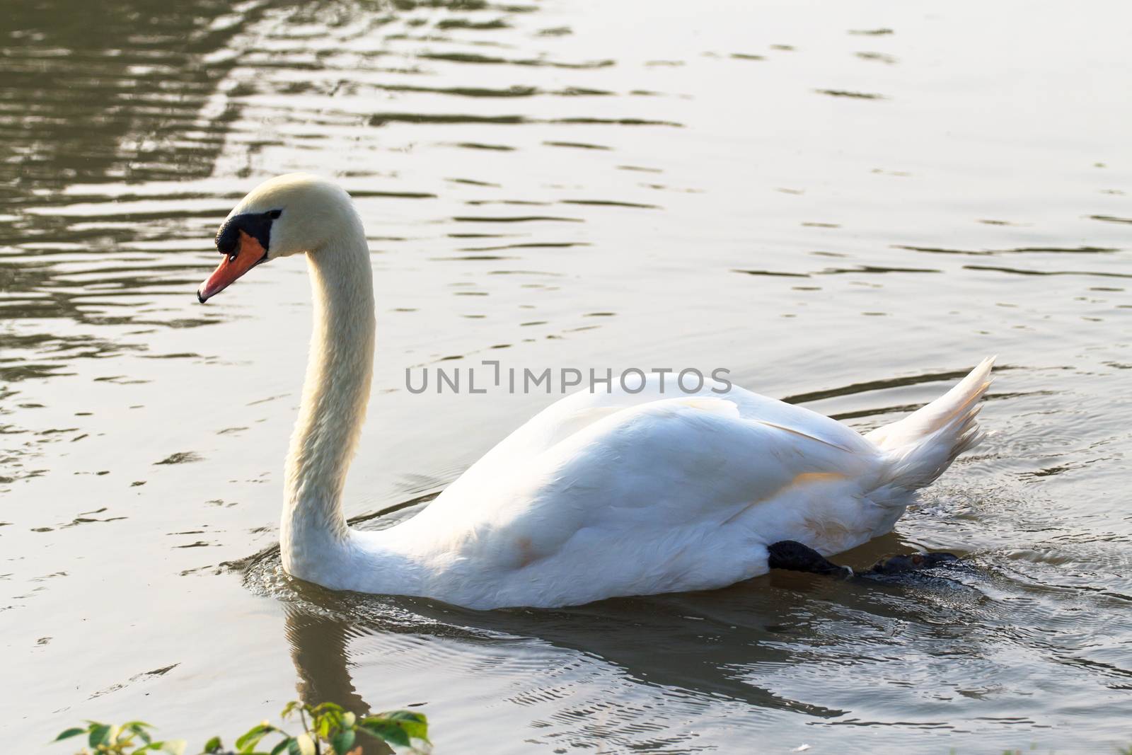 Swan on lake by Naypong