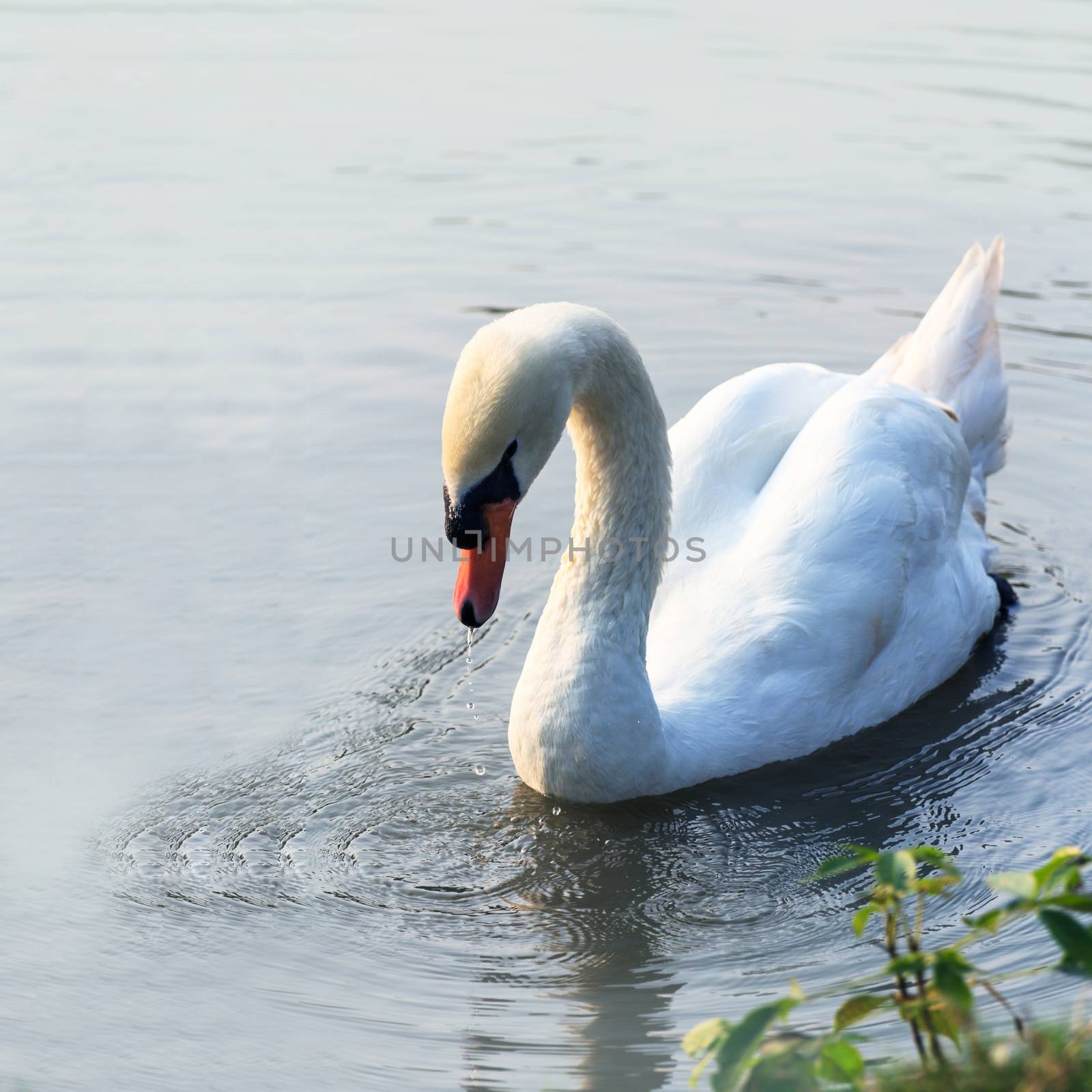 Swan on lake by Naypong