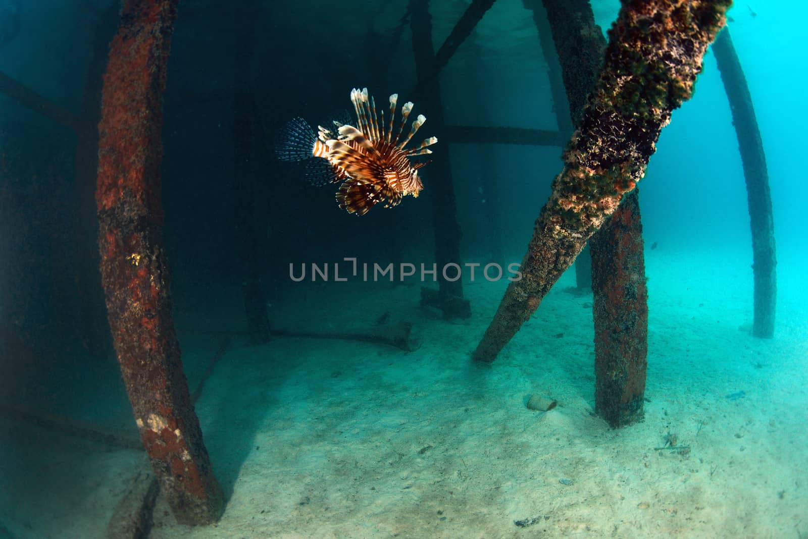Lionfish at dive center in Mabul, Sipadan, Malaysia by think4photop