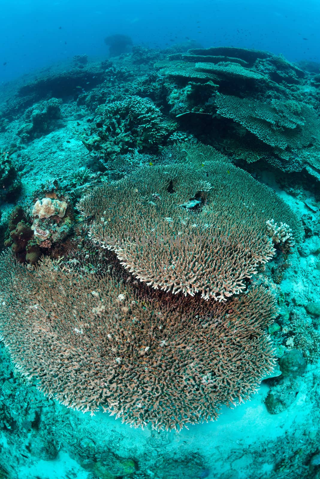 Underwater staghorn table coral in Sipadan, Malaysia by think4photop