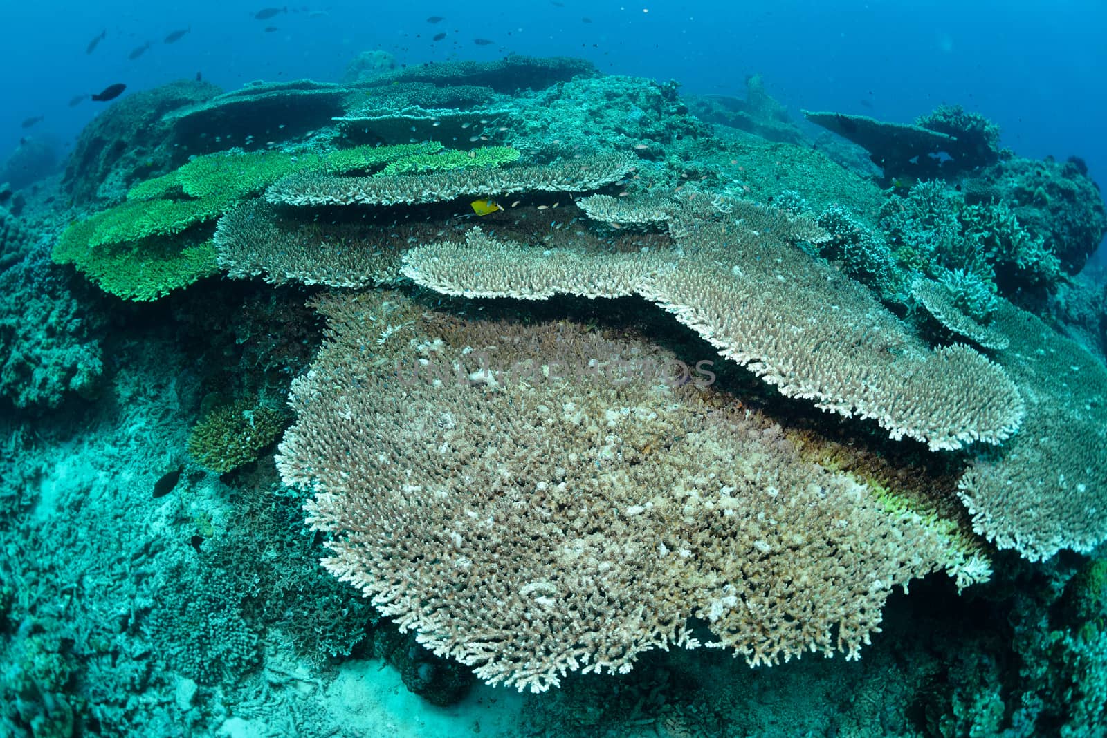 Underwater staghorn table coral in Sipadan, Malaysia by think4photop