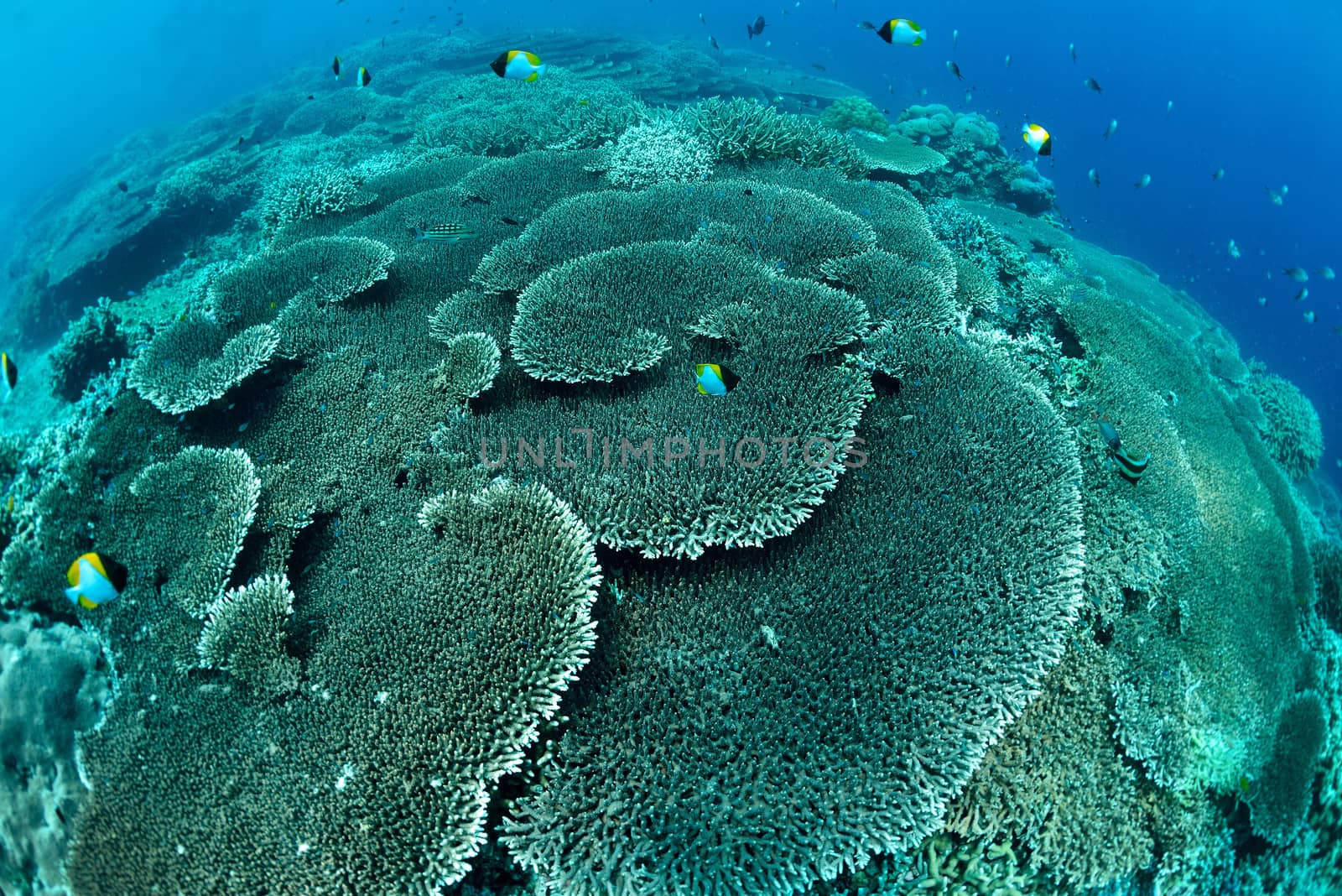 Underwater staghorn table coral in Sipadan, Malaysia by think4photop