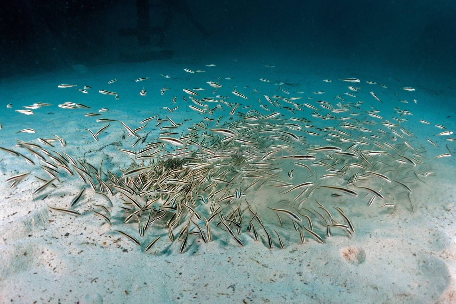 Eel catfishes (Plotosus lineatus)