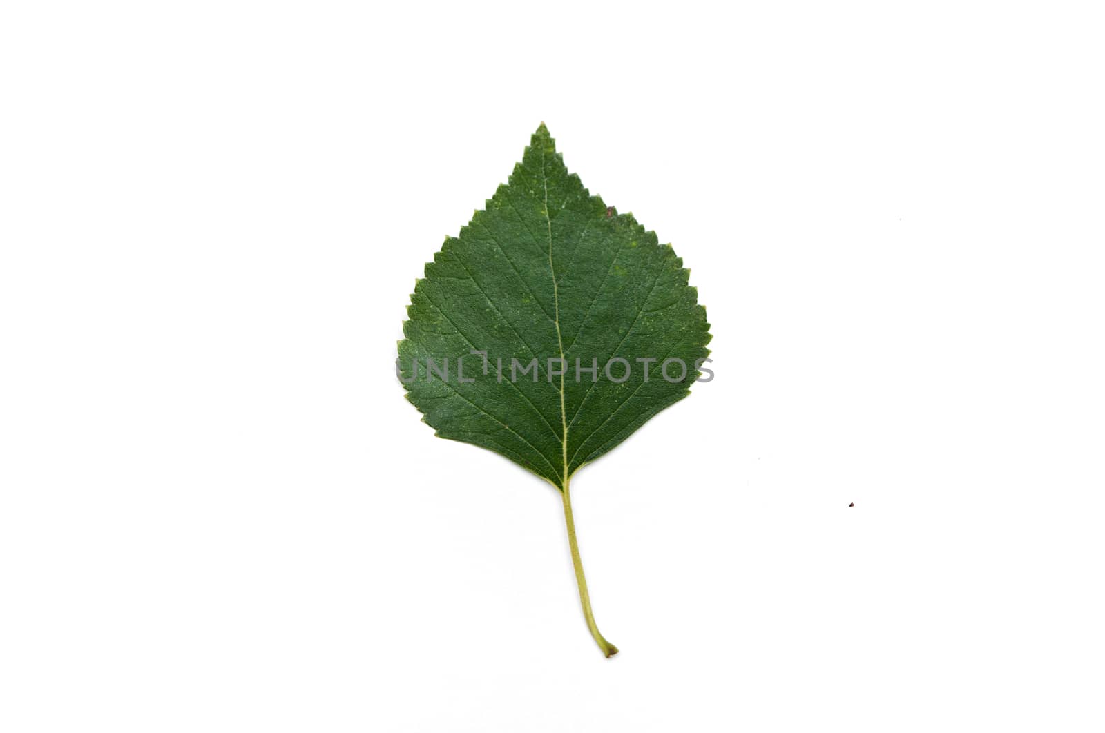 Isolated leaf of birch by NeydtStock