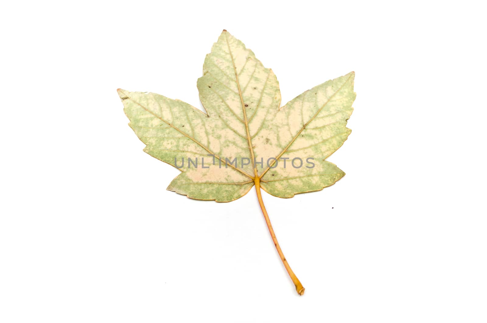 Isolated leaf of acer sycamore  on white background