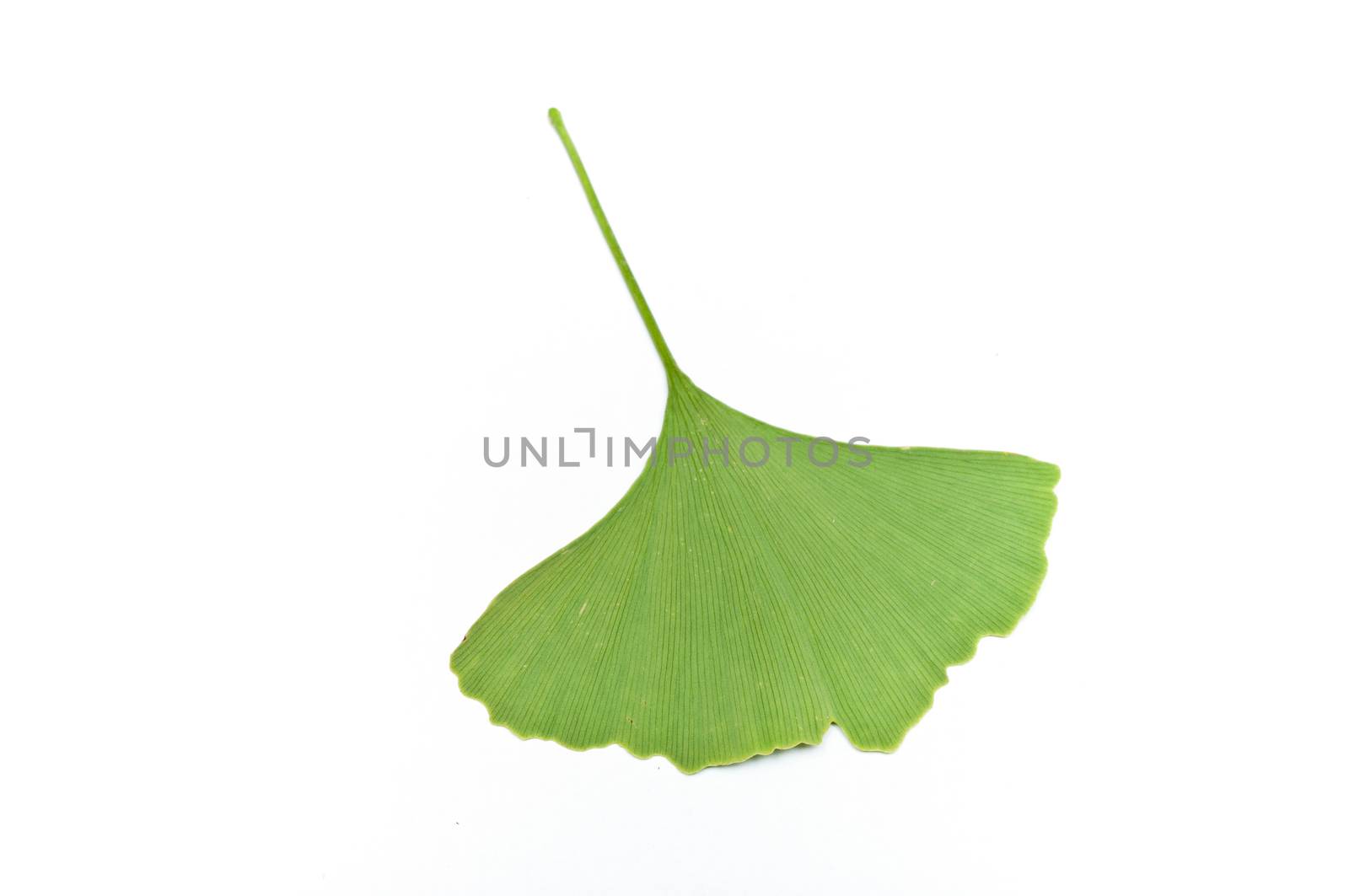 Isolated leaf of  gingko biloba on white background