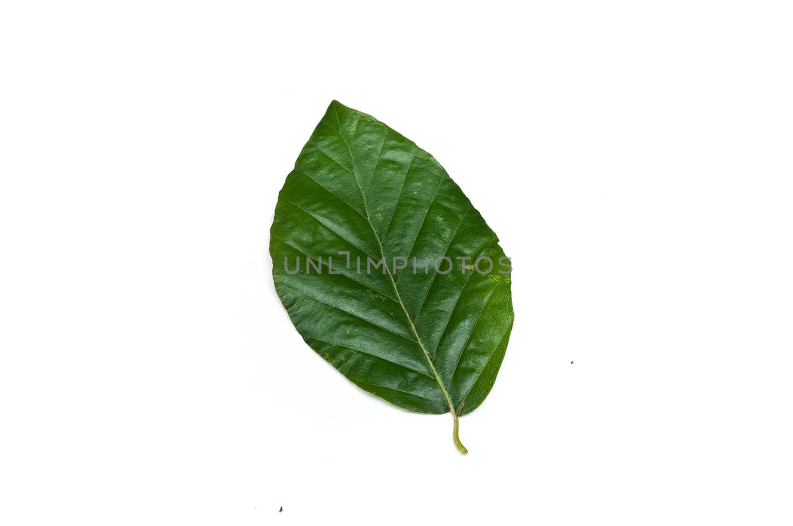 Isolated leaf of  beech by NeydtStock